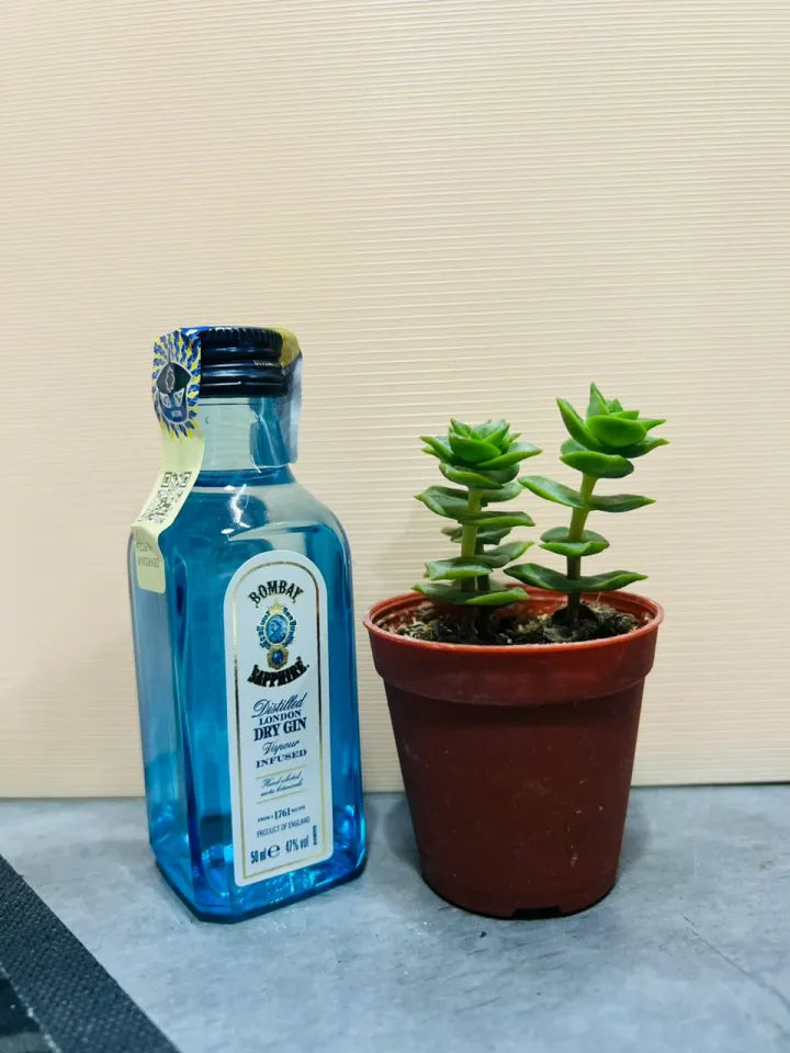 BOMBAY SAPPHIRE LONDON DRY GIN 47% 120X50ML